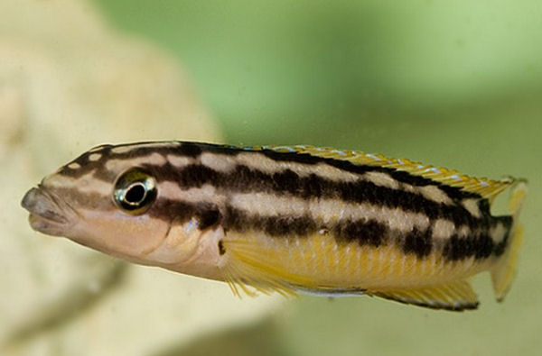 Naskalnik W Og Owy Julidochromis Transcriptus Akwarium Info Pl