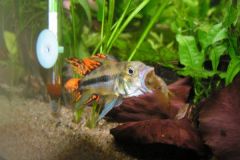 KONICA MINOLTA DIGITAL CAMERA