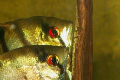 KONICA MINOLTA DIGITAL CAMERA