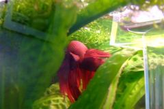 sebastianciekawostka