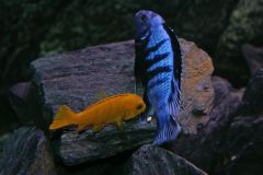 KONICA MINOLTA DIGITAL CAMERA