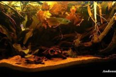 andooszka1 andooszka1