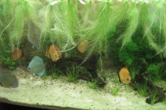 lordjabol1 lordjabol1