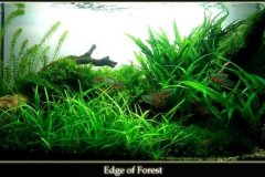 michalskiakwarium michalskiakwarium