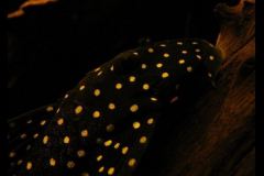 andooszka2 andooszka2