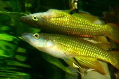 Minolta DSC Minolta DSC