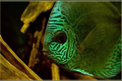 konkursania konkursania