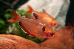 KONICA MINOLTA DIGITAL CAMERA KONICA MINOLTA DIGITAL CAMERA