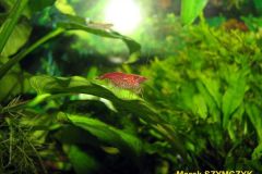 Neocaridina denticulata sinensis Neocaridina denticulata sinensis