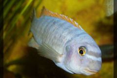 OLYMPUS DIGITAL CAMERA OLYMPUS DIGITAL CAMERA