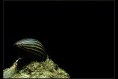 michalskiryby michalskiryby