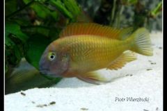 py1szczak21 py1szczak21