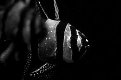 KONICA MINOLTA DIGITAL CAMERA KONICA MINOLTA DIGITAL CAMERA