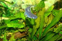 sebastianryba sebastianryba