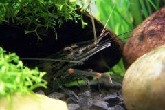 Macrobrachium Tiweri Macrobrachium Tiweri