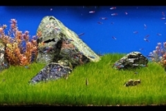 KONICA MINOLTA DIGITAL CAMERA