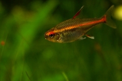 KONICA MINOLTA DIGITAL CAMERA