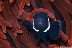 Ocelaris black w ukwiale