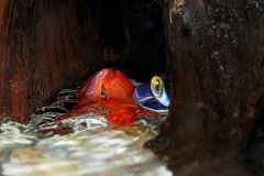 KONICA MINOLTA DIGITAL CAMERA