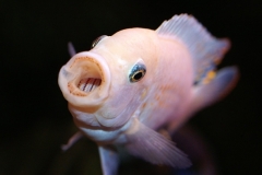 KONICA MINOLTA DIGITAL CAMERA