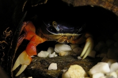 KONICA MINOLTA DIGITAL CAMERA