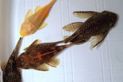 domenico199 domenico199