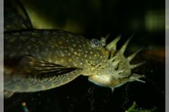 Portret samca zbrojnika niebieskiego" Portret samca zbrojnika niebieskiego"