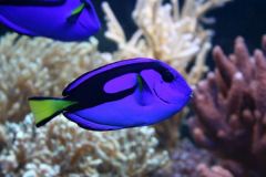 mikuniusia mikuniusia