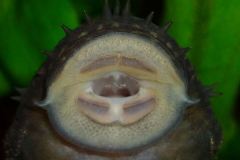 stachowiak stachowiak