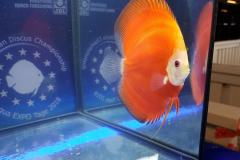 42701950_325535054871447_8900394920011890688_o 42701950_325535054871447_8900394920011890688_o