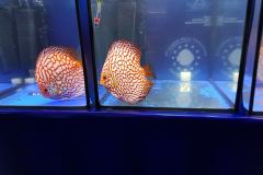 42754208_325534901538129_2799556436261076992_o 42754208_325534901538129_2799556436261076992_o