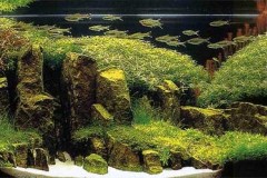 Microsphatodon-chrysurus3