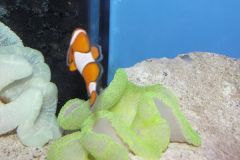 KONICA MINOLTA DIGITAL CAMERA