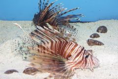 KONICA MINOLTA DIGITAL CAMERA