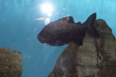 KONICA MINOLTA DIGITAL CAMERA