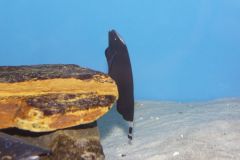 KONICA MINOLTA DIGITAL CAMERA