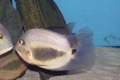 KONICA MINOLTA DIGITAL CAMERA