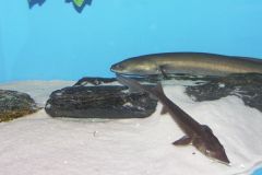 KONICA MINOLTA DIGITAL CAMERA