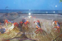 KONICA MINOLTA DIGITAL CAMERA