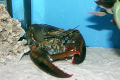 KONICA MINOLTA DIGITAL CAMERA