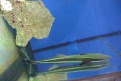 KONICA MINOLTA DIGITAL CAMERA