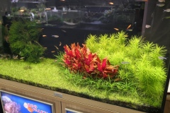 2019-Aqua-Silesia-Wystawa-Zdjecie-010-ZooPaleta