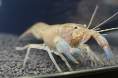 2019-Aqua-Silesia-Wystawa-Zdjecie-024-Wawarium