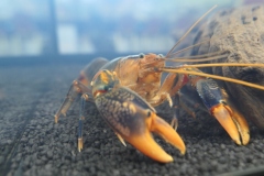 2019-Aqua-Silesia-Wystawa-Zdjecie-029-Wawarium