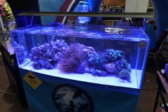 2019-Aqua-Silesia-Wystawa-Zdjecie-062-Oceanika