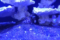 2019-Aqua-Silesia-Wystawa-Zdjecie-066-Oceanika