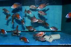 102959669_1609948299143743_2910005830802144480_o