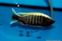 104096715_1614247888713784_5248304661785171864_o