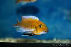 106408598_1628793120592594_8724911070799012366_o