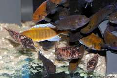 106571278_1628793073925932_3308165102871144311_o